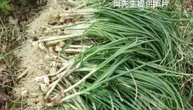 警惕！采食野葱 7 人集体腹泻，这些野菜千万别碰