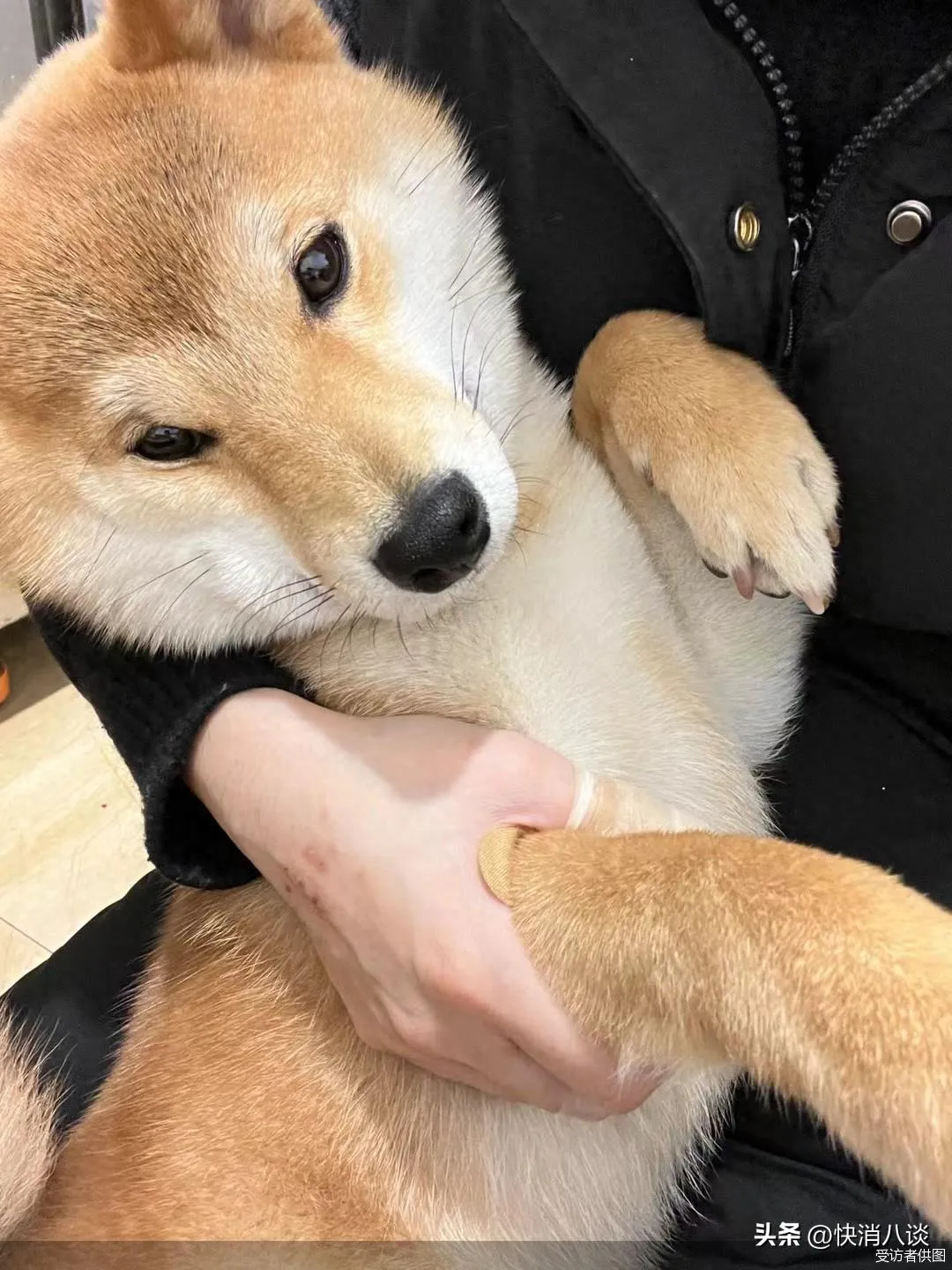 昂贵的“毛孩子”医疗：天价账单、消失的处方与无证行医