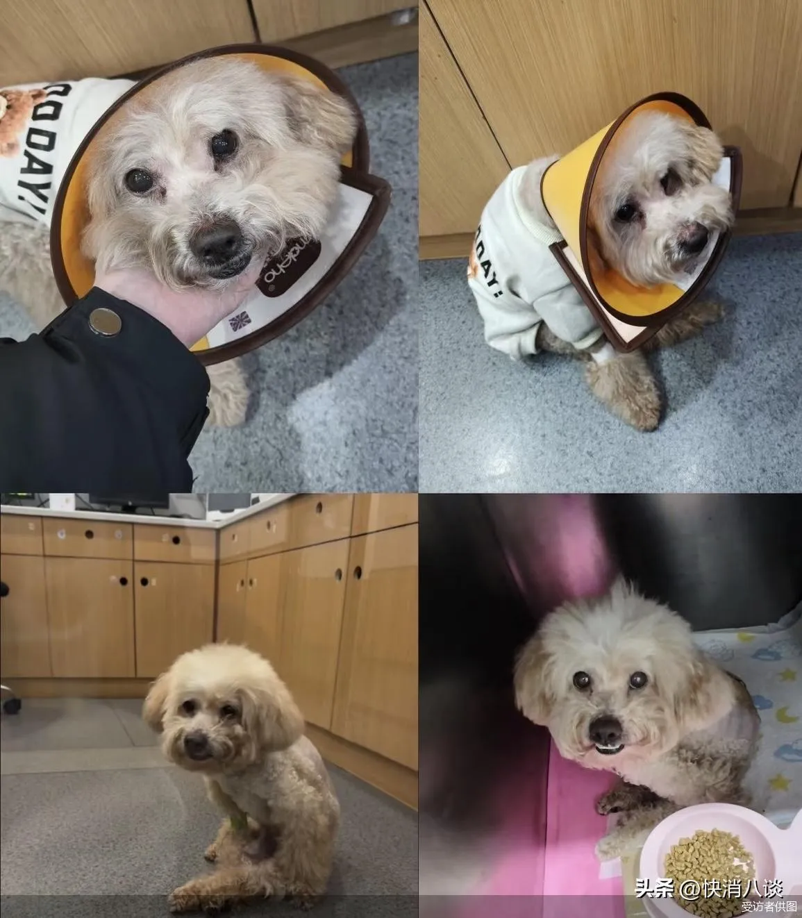 昂贵的“毛孩子”医疗：天价账单、消失的处方与无证行医