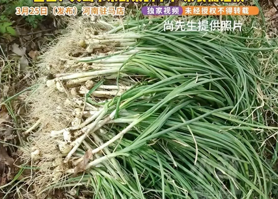 警惕！采食野葱 7 人集体腹泻，这些野菜千万别碰