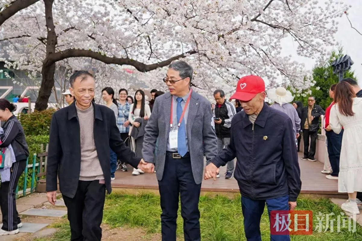 樱花下的生命重生！协和医院肺移植患者联谊 术后 5 年患者漫步赏樱