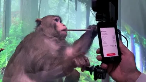 “北脑二号”侵入式脑机系统预计年底进入临床